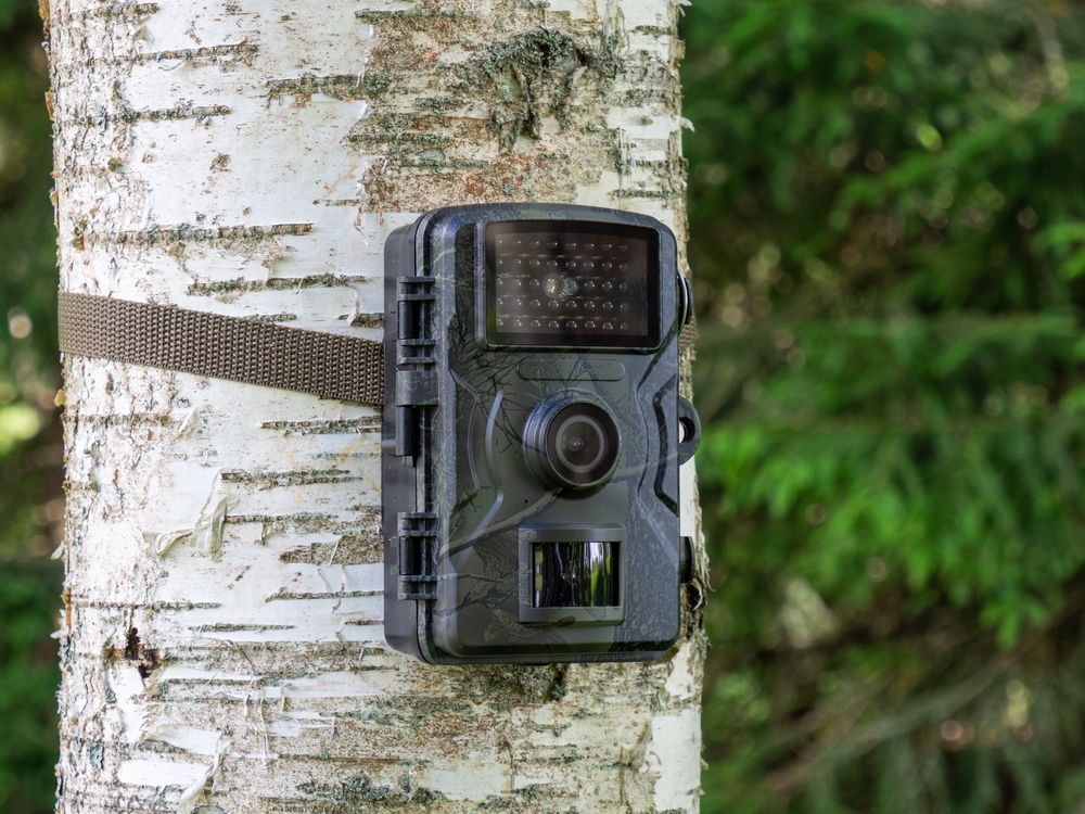 See More Wildlife Without Being There: How Trail Cams Enhance Outdoor Observation