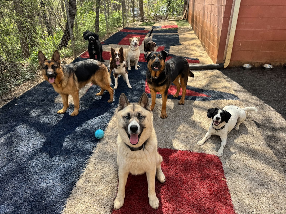 How Dog Care Costs Work and What Shapes the Price